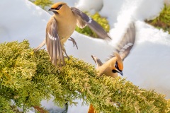 FL418D-Bohemian-Waxwing