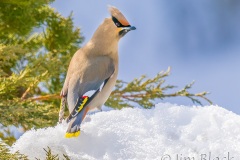 FL422F-Bohemian-Waxwing