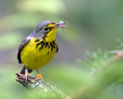 CA055 Canada Warbler