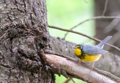 DW126E--Canada-Warbler