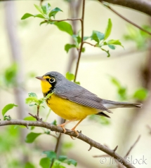 DW127B--Canada-Warbler (V)