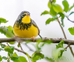 DW128I--Canada-Warbler