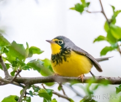 DW128J--Canada-Warbler