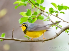 DW129A--Canada-Warbler