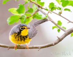 DW129D--Canada-Warbler