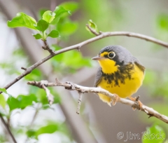 DW129G--Canada-Warbler