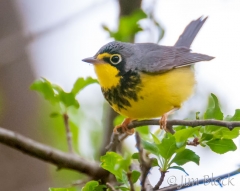 DW129L--Canada-Warbler