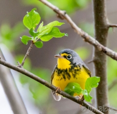 DW129R--Canada-Warbler