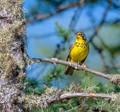 EI353H--Canada-Warbler