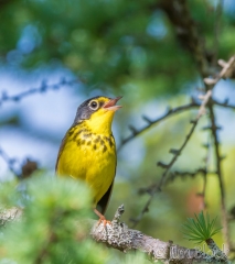 EI356B--Canada-Warbler