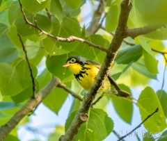 EI454C--Canada-Warbler--Y-R