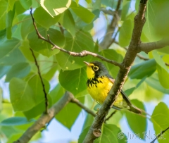 EI454F--Canada-Warbler--Y-R