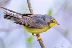EW795P-Canada-Warbler