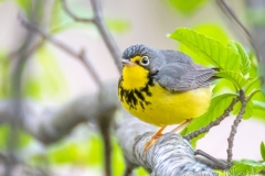 EW796K-Canada-Warbler
