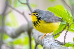 EW796N-Canada-Warbler