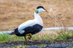 ICE-4477C-Common-Eider