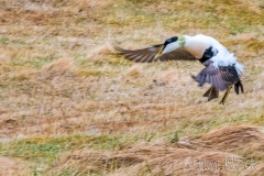 ICE-4477Q-Common-Eider