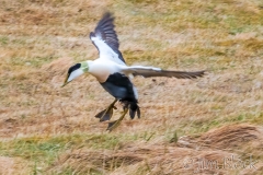 ICE-4477R-Common-Eider
