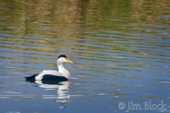ICE-2864-Common-Eider