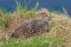 ICE-2872-Common-Eider