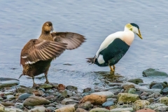 ICE-4043K-Common-Eider