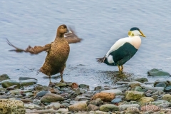 ICE-4043P-Common-Eider