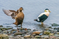 ICE-4043Q-Common-Eider