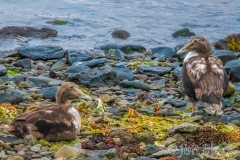 ICE-4045D-Common-Eider