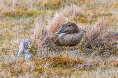 ICE-4793-Common-Eider