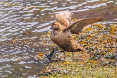 ICE-5056-Common-Eider