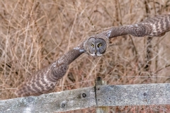 EK898O--Great-Gray-Owl
