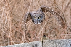 EK898P--Great-Gray-Owl