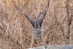EK898Q--Great-Gray-Owl