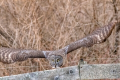 EK898R--Great-Gray-Owl