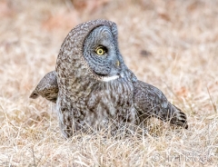 EK856H--Great-Gray-Owl