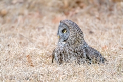 EK856Q--Great-Gray-Owl