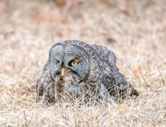 EK857I--Great-Gray-Owl