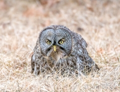 EK857N--Great-Gray-Owl