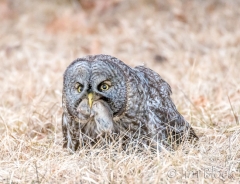 EK857V--Great-Gray-Owl