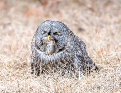EK857W--Great-Gray-Owl
