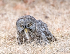 EK857Y--Great-Gray-Owl
