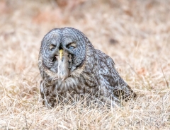 EK858A--Great-Gray-Owl