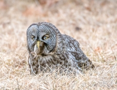 EK858C--Great-Gray-Owl