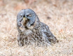 EK858D--Great-Gray-Owl