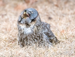 EK858E--Great-Gray-Owl