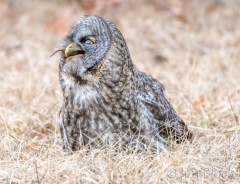 EK858F--Great-Gray-Owl