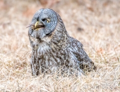 EK858G--Great-Gray-Owl