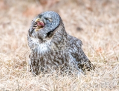 EK858H--Great-Gray-Owl