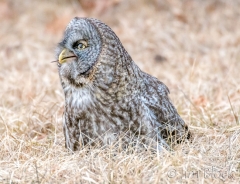 EK858I--Great-Gray-Owl