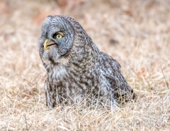 EK858J--Great-Gray-Owl